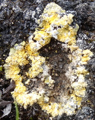 Gyalolechia bracteata