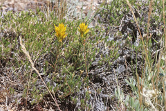 Castilleja flava flava