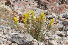 Castilleja flava flava