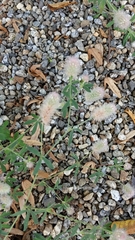 Trifolium arvense