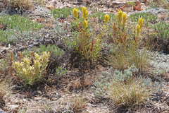 Castilleja flava flava