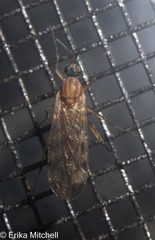 Sylvicola fenestralis