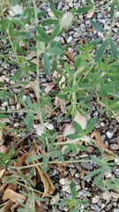 Trifolium arvense