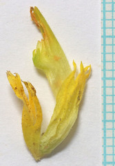 Castilleja flava flava