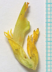 Castilleja flava flava