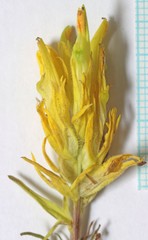 Castilleja flava flava