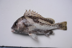 Plectorhinchus cinctus