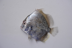 Drepane punctata