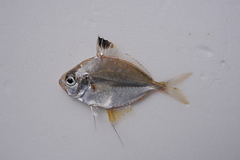 Splendid Ponyfish photo 3