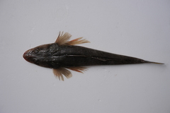 Platycephalus indicus