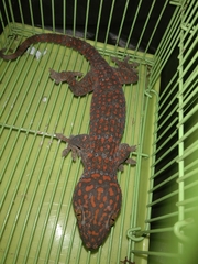 Gekko gecko