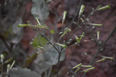 Nicotiana paniculata