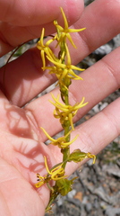 Tripterococcus brunonis