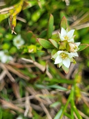 Boronia parviflora