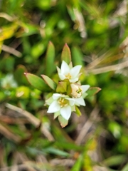 Boronia parviflora