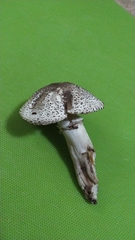 Agaricus buckmacadooi