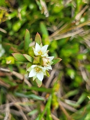 Boronia parviflora