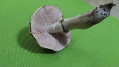Agaricus buckmacadooi