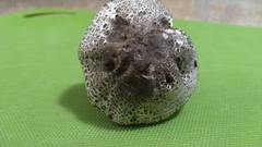 Agaricus buckmacadooi