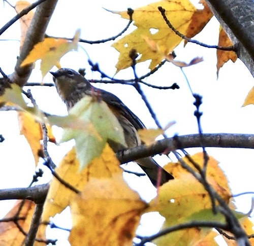 Myrtle Warbler photographed in New Jersey