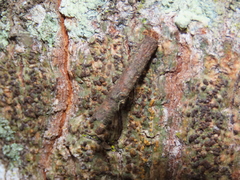 Hemibela