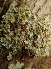 Podostictina pickeringii