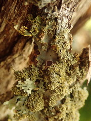 Podostictina pickeringii