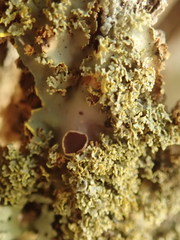 Podostictina pickeringii