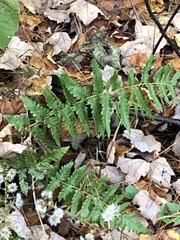 Dryopteris clintoniana