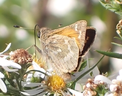 Atalopedes campestris