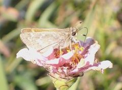 Atalopedes campestris