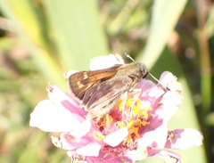 Atalopedes campestris