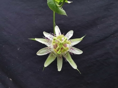 Passiflora guentheri