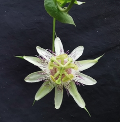 Passiflora guentheri