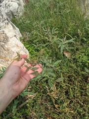 Urochloa panicoides