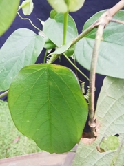 Passiflora guentheri