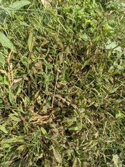 Urochloa panicoides
