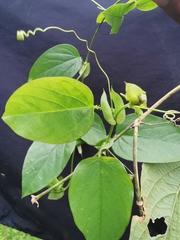 Passiflora guentheri