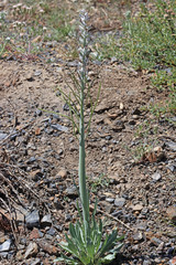 Caulanthus crassicaulis