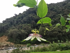 Passiflora guentheri
