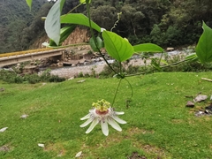 Passiflora guentheri