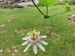 Passiflora guentheri