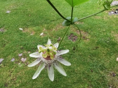 Passiflora guentheri