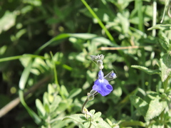 Salvia chamaedryoides