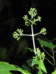 Critonia quadrangularis