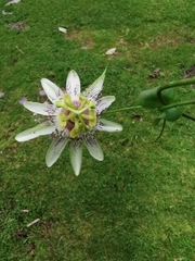 Passiflora guentheri