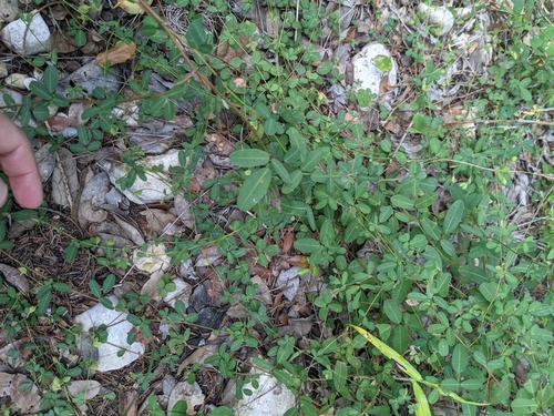 Image of Lespedeza texana by (c) Cleveland Powell, some rights reserved (CC BY)