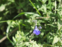 Salvia chamaedryoides