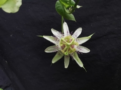 Passiflora guentheri