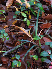 Iris verna